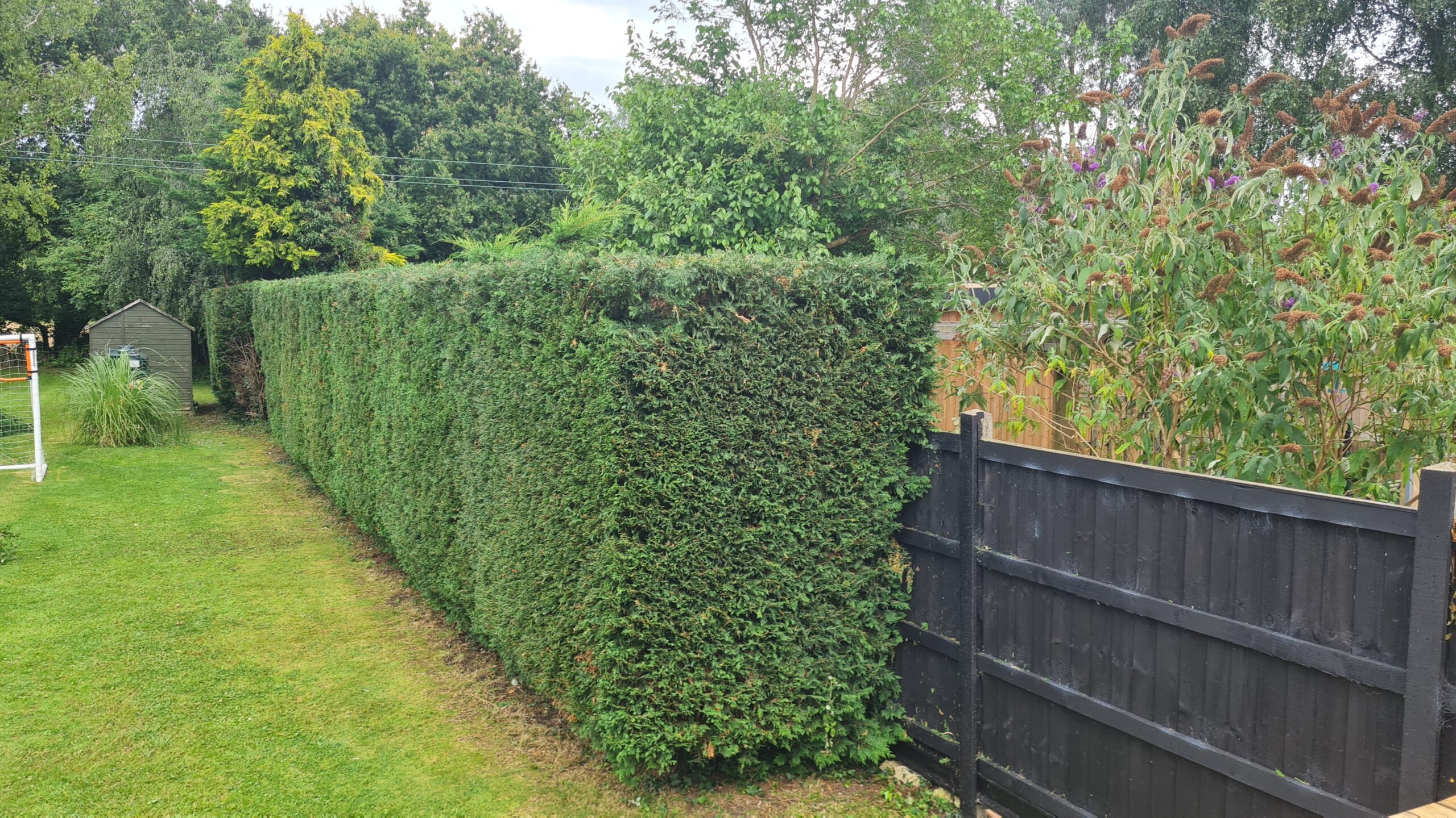 Hedge trimming